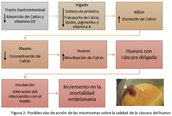 Micotoxinas en gallinas reproductoras: riesgos para la productividad, la mortalidad embrionaria y el desempeño de la progenie - Image 2