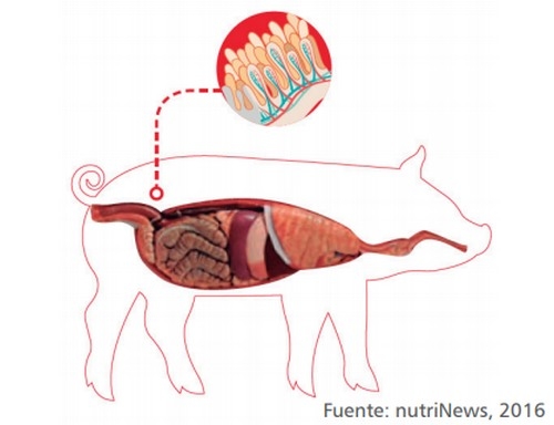 Los aceites esenciales (AE) como aditivos alimenticios en los porcinos - Image 7