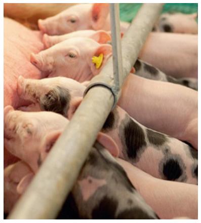 Los aceites esenciales (AE) como aditivos alimenticios en los porcinos - Image 11