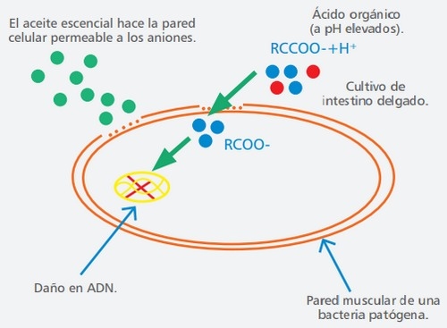 Los aceites esenciales (AE) como aditivos alimenticios en los porcinos - Image 2