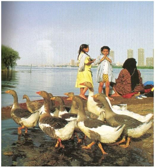 Importancia de la avicultura. Las aves en el Antigüo Egipto - Image 16