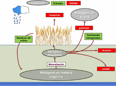 Nitrógeno del suelo: desde la materia orgánica al cultivo - Image 1