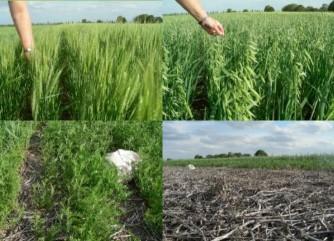 Cultivos de cobertura en el monocultivo de soja: producción de biomasa y aporte de nutrientes - Image 1