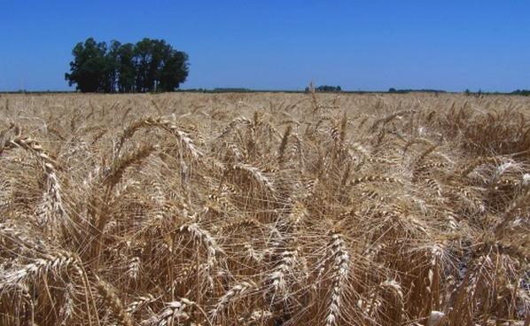 Consejos prácticos para optimizar la cosecha de trigo y cebada - Image 2