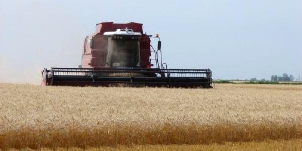 Consejos prácticos para optimizar la cosecha de trigo y cebada - Image 1