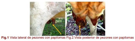 Tratamiento termoquirúrgico de papilomatosis de los pezones a una vaca mestiza - Image 1