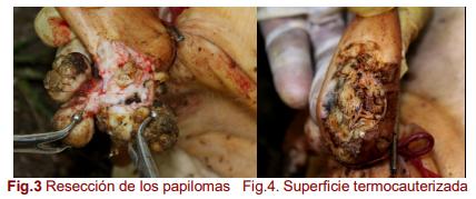 Tratamiento termoquirúrgico de papilomatosis de los pezones a una vaca mestiza - Image 2