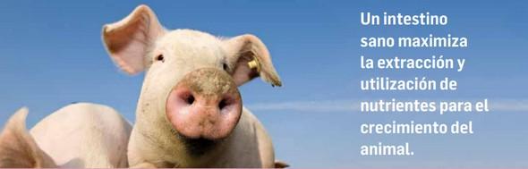 La importancia de la salud intestinal en la producción porcina libre de antibióticos - Image 6