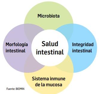 La importancia de la salud intestinal en la producción porcina libre de antibióticos - Image 1