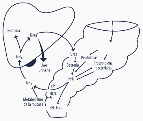 Procesos fisiológicos de digestión de la proteína y producción de amoníaco en preiniciadores - Image 4