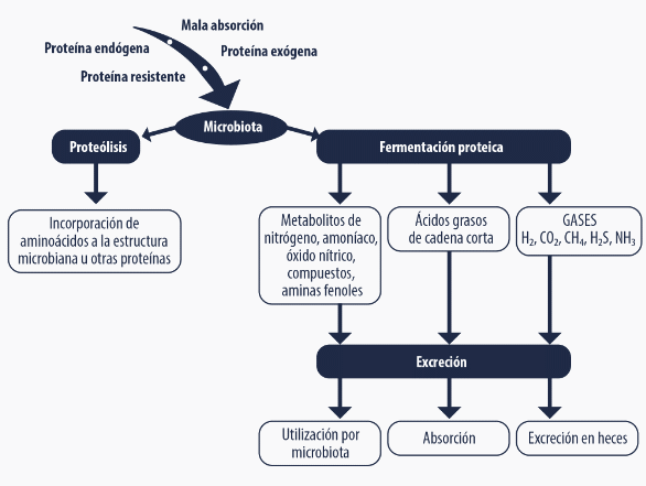 Procesos fisiológicos de digestión de la proteína y producción de amoníaco en preiniciadores - Image 3