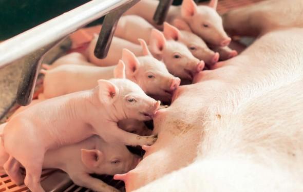Aditivos naturales como alternativas a los antibióticos en el alimento, en cerdos de destete - Image 1