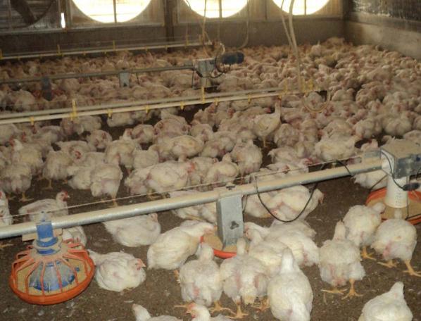 Orígenes e importancia del bienestar animal en la producción avícola - Image 1