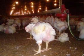 Orígenes e importancia del bienestar animal en la producción avícola - Image 2