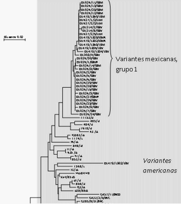 Caracterizacion molecular de 68 virus de la infeccion de la bolsa de fabricio obtenidos en mexico durante el periodo de 2008 a 2011 - Image 1