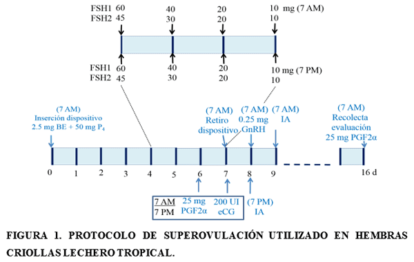 Superovulación de hembras criollas lechero tropical - Image 1