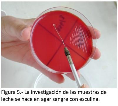 Avances en las investigaciones de Staphylococcus aureus como agente patógeno causante de Mastitis bovina, mediante biología molecular. - Image 7