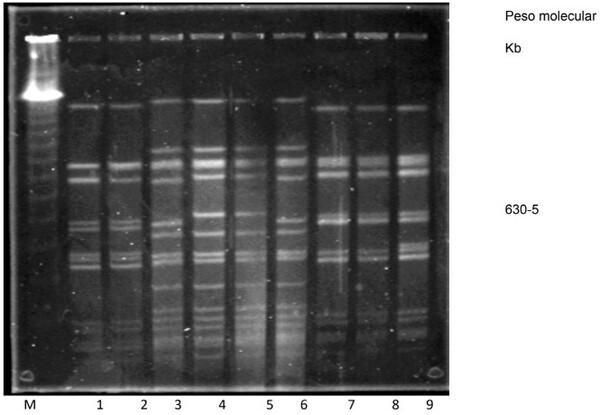 Avances en las investigaciones de Staphylococcus aureus como agente patógeno causante de Mastitis bovina, mediante biología molecular. - Image 9