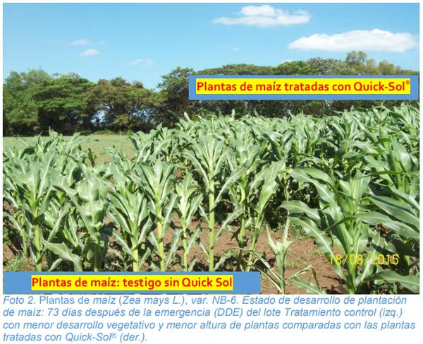 Efecto de la aplicación foliar de Quick-Sol® en el crecimiento y rendimiento del cultivo de maíz (Zea mays L.) - Image 2