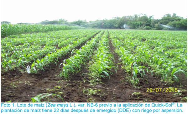 Efecto de la aplicación foliar de Quick-Sol® en el crecimiento y rendimiento del cultivo de maíz (Zea mays L.) - Image 1