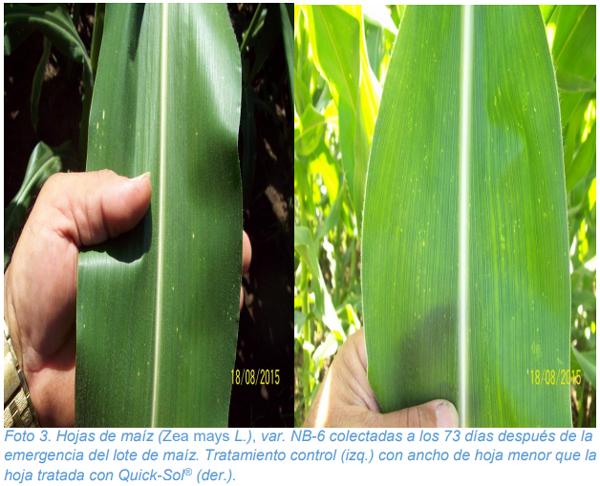 Efecto de la aplicación foliar de Quick-Sol® en el crecimiento y rendimiento del cultivo de maíz (Zea mays L.) - Image 3