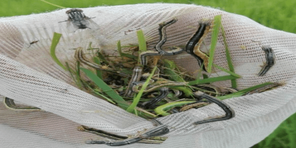 Anotaciones bioecológicas de Mocis Latipes (Guenee) en el cultivo de Arroz en Colombia - Image 27