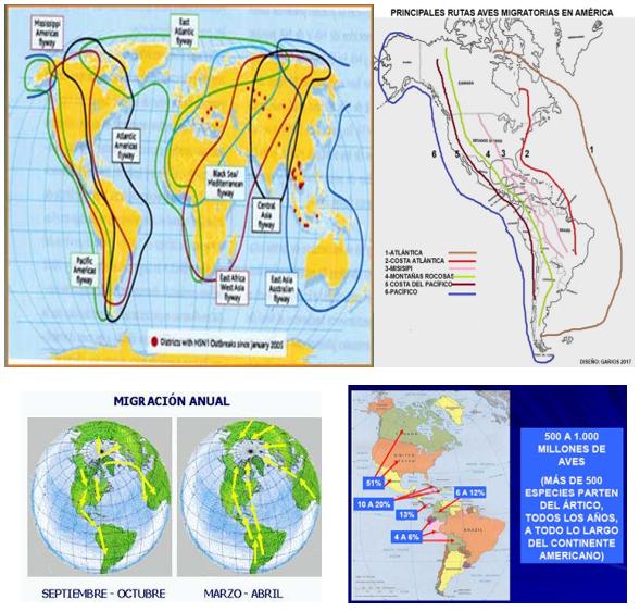 Gripe Aviar: ¿Por qué en el Asia, África y Europa y no en Sur América? - Image 7