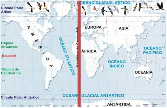 Gripe Aviar: ¿Por qué en el Asia, África y Europa y no en Sur América? - Image 8