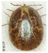 Control de la garrapata Rhipicephalus (Boophilus) microplus y la tristeza parasitaria - Image 1