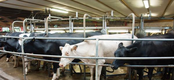 Prevención y Tratamiento de Mastitis en Vacas Altas Productoras de Leche - Image 1