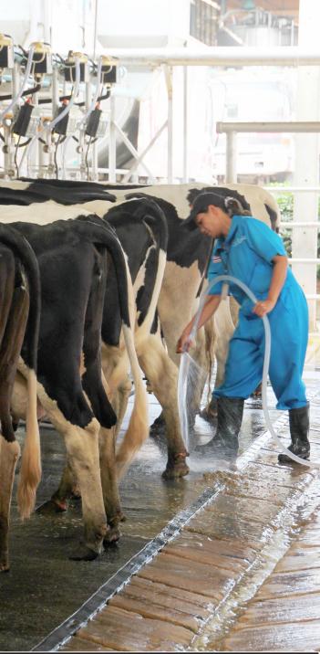 Prevención y Tratamiento de Mastitis en Vacas Altas Productoras de Leche - Image 2