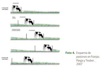 Importancia del pastoreo para lograr una producción ganadera rentable - Image 3