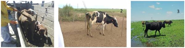 Ostertagiasis en vacas de rodeos de cría y tambo del sur de Córdoba - Image 2