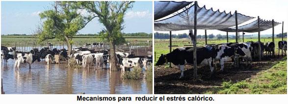 Algunas recomendaciones para minimizar los efectos negativos del cambio climático sobre el ganado lechero - Image 1