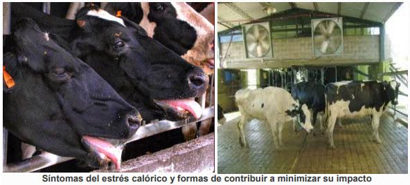 Algunas recomendaciones para minimizar los efectos negativos del cambio climático sobre el ganado lechero - Image 2