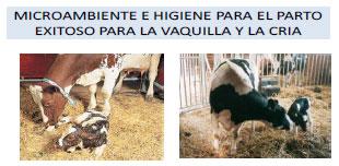 Sectores críticos en el ciclo de vida de la hembra bovina tipo leche; cuidados biotécnicos y manejo para el buen desarrollo, salud, bienestar y productividad - Image 8