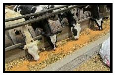 Sectores críticos en el ciclo de vida de la hembra bovina tipo leche; cuidados biotécnicos y manejo para el buen desarrollo, salud, bienestar y productividad - Image 3