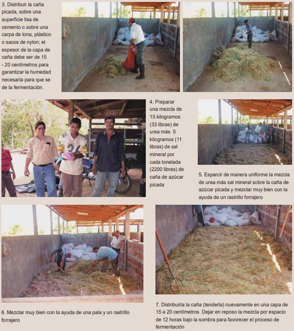 Guía de suplementación alimenticia estratégica para bovinos en época seca - Image 66