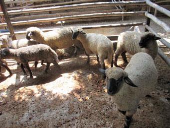Toxemia de la preñez en ovejas - Image 2