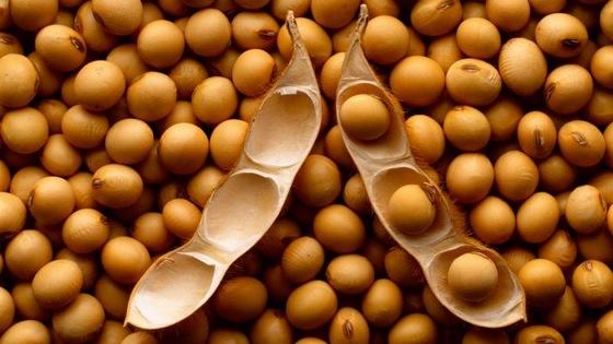Claves para la cosecha de lotes de soja con calidad semilla - Image 3