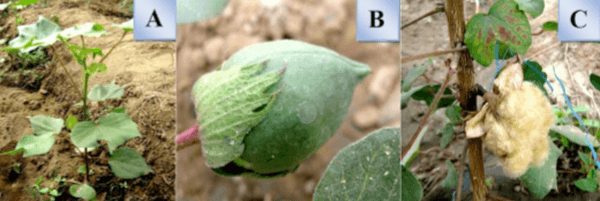 Fenología de Gossypium raimondii Ulbrich “algodón nativo” de fibra de color verde - Image 2