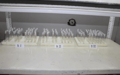 Efecto del ácido giberélico en la propagación in vitro de Stevia rebaudiana (Bertoni) Bertoni, “estevia” - Image 3