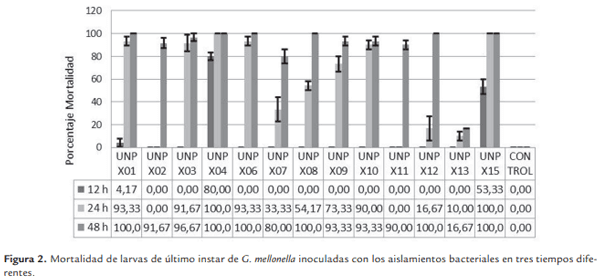 Evaluación de la patogenicidad de Xenorhabdus spp. nativos en Colombia - Image 3
