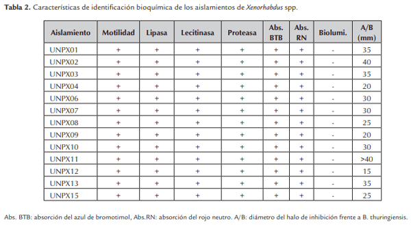 Evaluación de la patogenicidad de Xenorhabdus spp. nativos en Colombia - Image 4