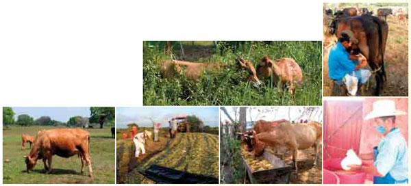 La ganadería doble propósito desde una visión agroecosistémica - Image 6