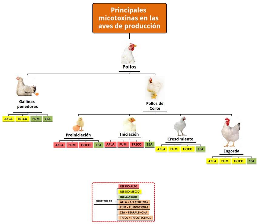 Herramienta ultrarrápida para la gestión de micotoxinas en la Industria Avícola - Image 1
