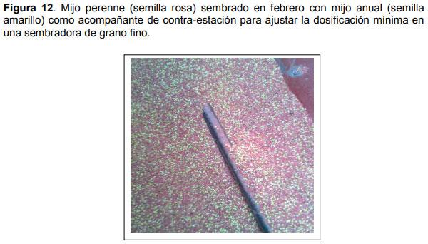 Relevamiento de calidad de semilla de mijo perenne (Panicun coloratum) en la zona de bahía blanca para el ajuste de las densidades de siembra en los sistemas regionales - Image 12