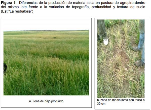 Relevamiento de calidad de semilla de mijo perenne (Panicun coloratum) en la zona de bahía blanca para el ajuste de las densidades de siembra en los sistemas regionales - Image 1