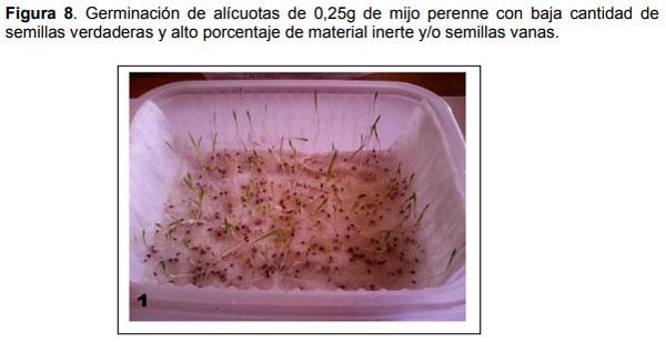 Relevamiento de calidad de semilla de mijo perenne (Panicun coloratum) en la zona de bahía blanca para el ajuste de las densidades de siembra en los sistemas regionales - Image 8