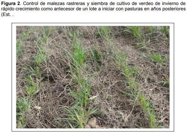 Relevamiento de calidad de semilla de mijo perenne (Panicun coloratum) en la zona de bahía blanca para el ajuste de las densidades de siembra en los sistemas regionales - Image 2